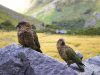 Whanau - Family (Milford Sound - South Island)