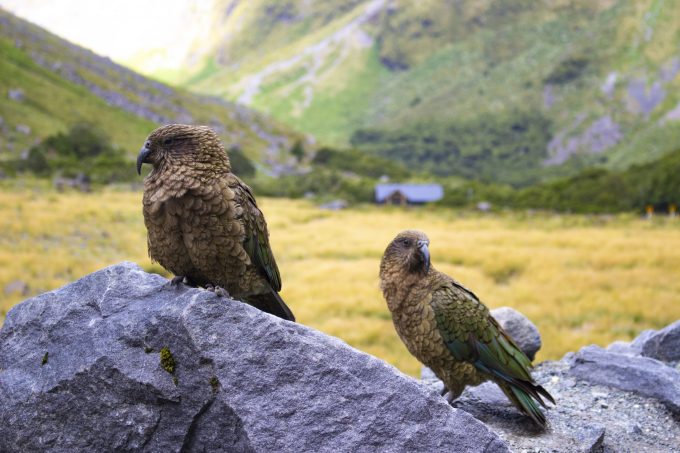 Whanau - Family (Milford Sound - South Island)